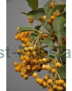 Pyracantha 'Soleil d'Or' 80-100 cm C2