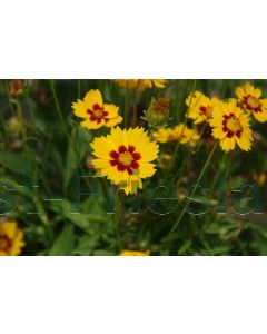 Coreopsis grand. 'Sonnenkind' P9 / 24 per kist