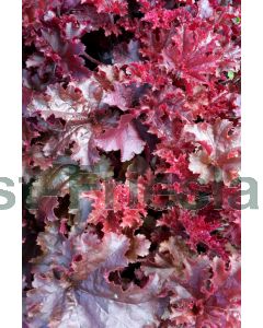 Heuchera micr.'Melting Fire' P9 / 24 per kist