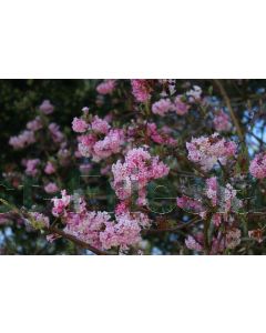 Viburnum bodn. 'Dawn' 40-60 cm C3