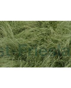 Carex comans 'Frosted Curls' P9 / 24 per kist