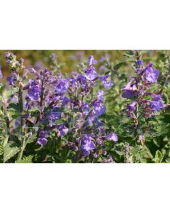 Nepeta faass. 'Kit Cat' P9 / 24 per kist