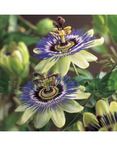 Passiflora caerulea 75 cm C2