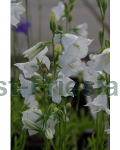 Campanula pers. 'Alba' P9 / 24 per kist