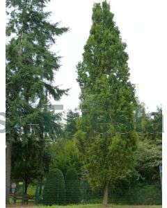 Quercus robur 'Fastigiate Koster' 200-250 cm C15