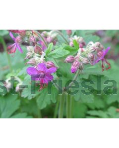 Geranium macr. 'Bevan's Variety' P9 / 24 per kist