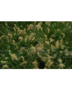 Pennisetum al. 'Little Bunny' C2