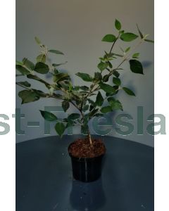 Viburnum burkwoodii 30-40 cm C3