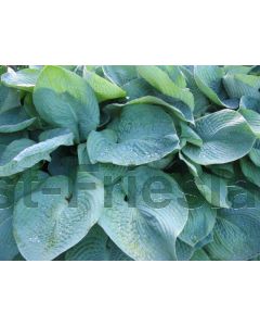 Hosta sieb. 'Elegans' P9 / 24 per kist