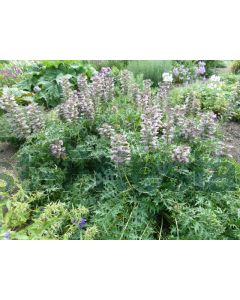 Acanthus spinosus P9 / 24 per kist