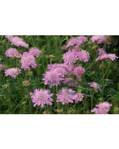 Scabiosa col. 'Pink Mist' P9 / 24 per kist