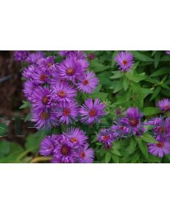 Aster n.-a. 'Purple Dome' P9 / 24 per kist