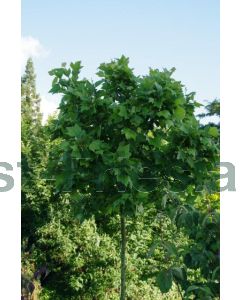 Platanus his.'Alphens Globe' 10/12 C40 220 cm stam