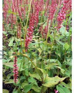 Persicaria ampl. 'Orangefield' P9 / 24 per kist