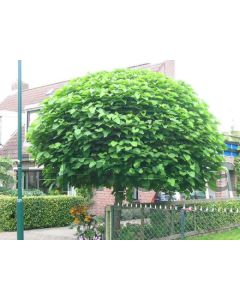 Catalpa bignonioides 'Nana' 10/12 kw 180 cm stam