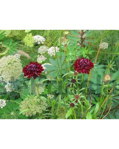 Scabiosa 'Chile Black' P9 / 24 per kist