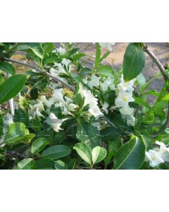 Weigela 'Candida' C3