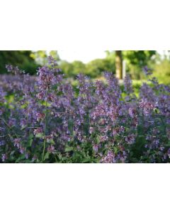 Nepeta faass. 'Grol' P9 / 24 per kist