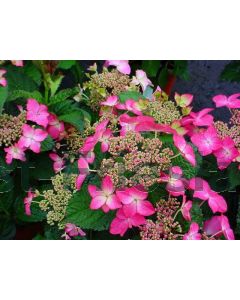 Hydrangea m. Selina C2