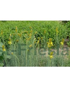 Asphodeline lutea P9 / 24 per kist