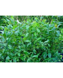 Buxus sempervirens P11