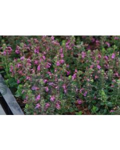 Teucrium chamaedrys 'Nanum' P9 / 24 per kist