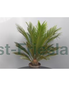 Cycas revoluta C9