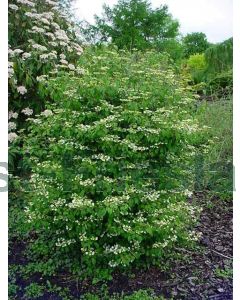 Viburnum plic. 'Summer Snowflake' 30-40 cm C3