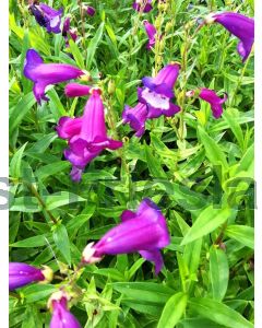 Penstemon 'Purple Passion' P9 / 24 per kist