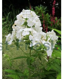 Phlox (P) 'White Admiral' P9 / 24 per kist