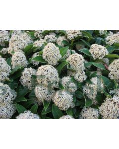 Skimmia jap. 'Fragrant Cloud' C2