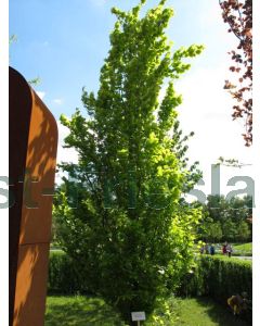 Fagus syl. 'Dawyck Gold' 200-225cm C18