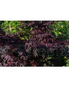 Acer pal. 'Bloodgood' 80-100 cm C7.5