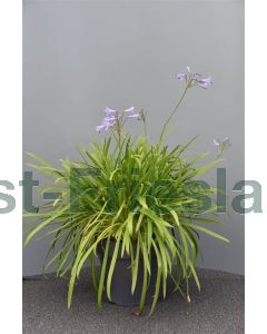 Agapanthus africanus C7.5