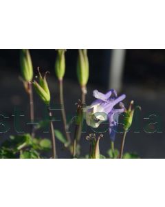 Aquilegia f. 'Ministar' P9 / 24 per kist