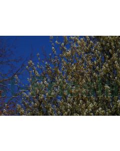 Amelanchier aln. 'Obelisk' 60-80 cm C5