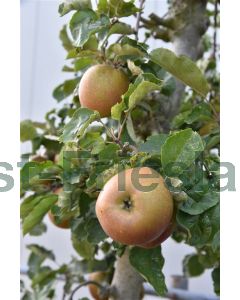 Malus d. 'Schone van Boskoop' C50 leivorm 50 cm stam b150 cm  xh180 cm