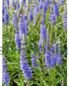 Veronica spicata P9 / 24 per kist