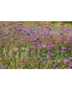 Verbena bonariensis P9 / 24 per kist