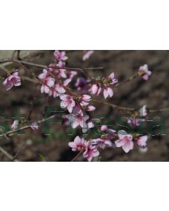 Prunus persica halfstam C12