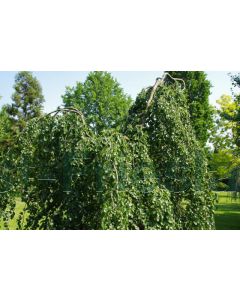 Fagus syl. 'Pendula' 200-250 cm C35