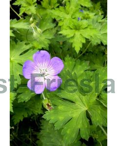 Geranium 'Rozanne' P9 / 24 per kist