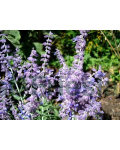 Perovskia a. 'Lacey Blue'® C2