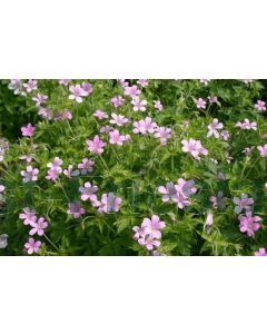 Geranium endressii P9 / 24 per kist