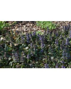 Ajuga reptans 'Atropurpurea' C1.5