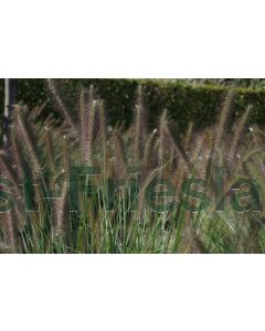 Pennisetum al. 'Herbstzauber' P9 / 24 per kist