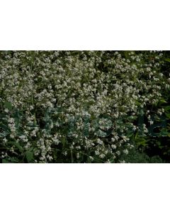 Crambe cordifolia P9 / 24 per kist