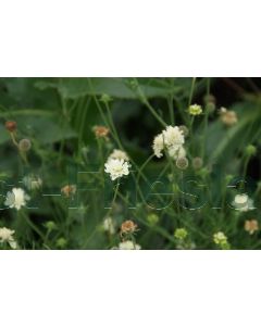 Scabiosa ochroleuca P9 / 24 per kist