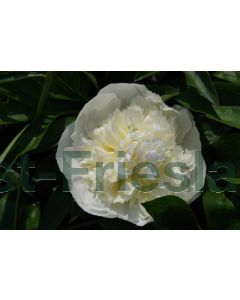 Paeonia (LD) 'Duchesse de Nemours' C4