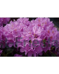 Rhododendron 'Catawb. Grandiflorum' 60-80 cm C10